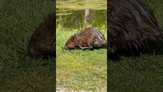 Muskrat gathering grass [upl. by Zadack138]