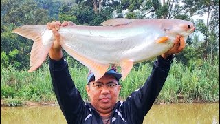 Komplot Renew Lesen Memancing Ikan Patin 2024 sungailangat abangkacak ffblades [upl. by Adnaloj902]