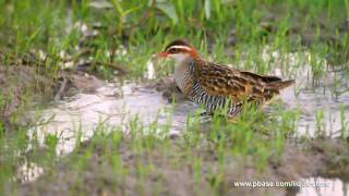 Buffbanded Rail [upl. by Einavoj13]