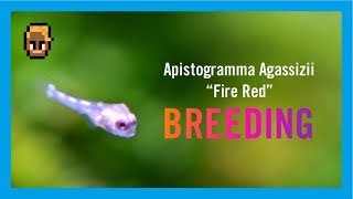 【Ap BREEDING】アピストグラマアガシジィファイヤーレッドの繁殖 [upl. by Ellicul]