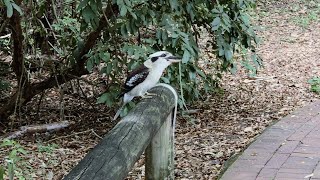 Kookaburra Catches Snake Beats it to Death and Eats it Whole [upl. by Halimak]