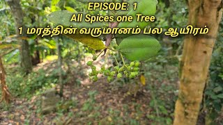 All Spices in One Tree  ஒரு மரத்தின் வருட வருமானம் பல ஆயிரம்  சர்வ சுகந்தி மர பயிர் [upl. by Eidde]