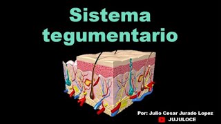 Sistema tegumentario [upl. by Maise263]