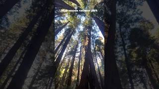 Muir woods national park CA  trail 산책  가을 산책 muirwoods nationalpark 미국일상 미국여행 [upl. by Blight967]