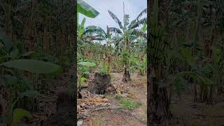 Chivatam villageTanuku  Andhra Pradesh nature cocunuttrees banana shorts [upl. by Aig]