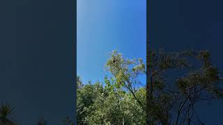 Parakeet flies from tree to tree parrot parakeets birds NZendemic wildlife NewZealandBirds [upl. by Market]