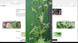 How To Identify Any Plant in Minutes For FREE [upl. by Aitnahc]