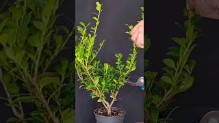 Shaping ilex crenata bonsai [upl. by Gratia]