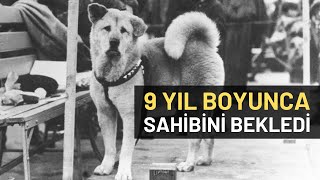 9 YIL SAHİBİNİ BEKLEYEN KÖPEK [upl. by Zetroc]