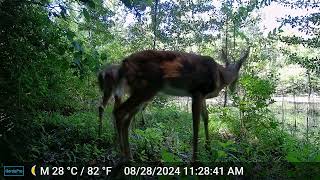 Late summer trail camera compilation deer wildlife coyote rabbit squirrel trailcams [upl. by Busby153]