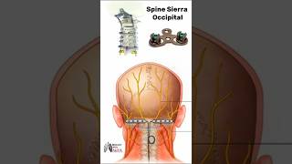 Spine Sierra Occipital  medical animation 3d short  BiologywithAliya [upl. by Kcered]