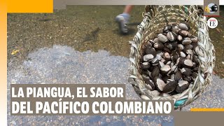 ¿Por qué la piangua es considerada quotel oro negro enterrado” de Colombia  El Espectador [upl. by Farnham]