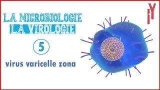 LA MICROVIROLOGIE EPISODE 5 virus varicelle zona [upl. by Sung]