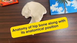 Anatomy of hip bone along with its anatomical position A composite lecture [upl. by Aicemak]