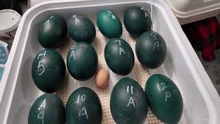 Hatching 12 Emu eggs today is Day 1 [upl. by Gershon]