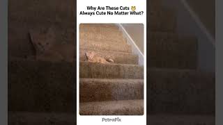 Hilarious Cat Moments That Will Make You LOL cat [upl. by Nygem]