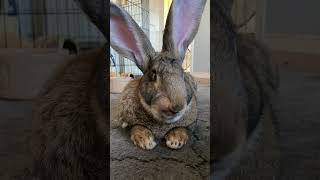 Flemish Giant Rabbit Understands What This Sound Means [upl. by Adnoek]