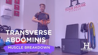 Understanding the Role of the Transverse Abdominis [upl. by Ednutabab]