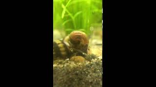 Assassin snail devours a Ramshorn snail [upl. by Llenram]