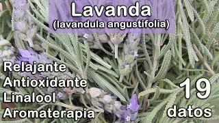 Lavanda propiedades usos y beneficios Lavandula angustifolia [upl. by Fremont283]