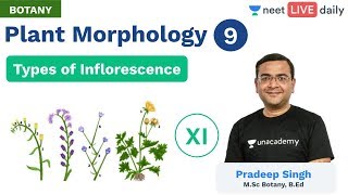 Plant Morphology  L 9  Types of Inflorescence  Unacademy NEET  Live Daily  Botany  Pradeep Sir [upl. by Concha]