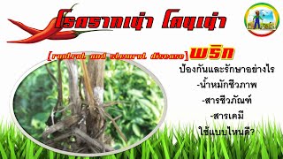 โรครากเน่าโคนเน่าพริก แก้ไขอย่างไร [upl. by Lemak]