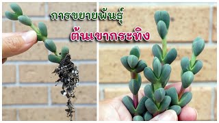 การขยายพันธุ์ ต้นเขากระทิง How to propagate Corpuscularia lehmannii [upl. by Eiramanig]