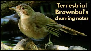 TERRESTRIAL BROWNBULS harsh churring notes [upl. by Nylek]