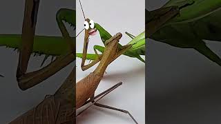 Mantis vs Mantis Epic Battle mantis [upl. by Levania342]