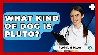 What Kind Of Dog Is Pluto  PetGuide360com [upl. by Hearn]