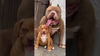 American pitbull dogdogbreed pitbullloversstatusstatus status [upl. by Valtin]