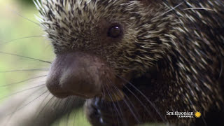 ​Can a Porcupine Shoot Its Quills [upl. by Finnigan]