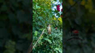 Tiny chirper ✨ asmr hummingbirds allenshummingbird [upl. by Ertnom]