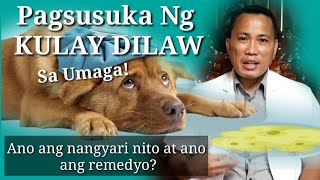 VOMITING DOG  PAGSUSUKA NG KULAY DILAW SA UMAGA  Home Remedy [upl. by Esadnac]