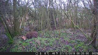 Muntjac buck scent marking [upl. by Piefer540]