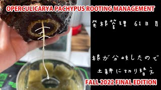 OPERCULICARYA PACHYPUS ROOTING MANAGEMENT FALL 2022 FINAL EDITION [upl. by Kyte]