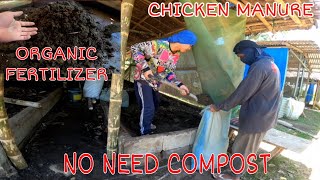 IPOT NG MANOK NA WALANG AMOY CHICKEN MANURE NA HINDI KAILANGAN I COMPOST [upl. by Anirtak508]