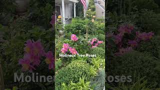 David Austin Molineux Tree Roses youtubeshorts shortsvideo [upl. by Nevets303]