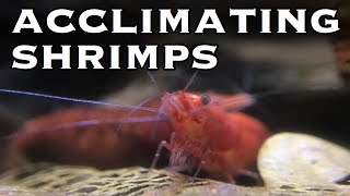 How to Acclimate Shrimps amp Sensitive Fish [upl. by Tica]