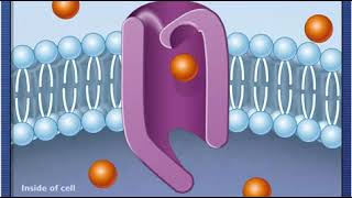 McGH  How Facilitated Diffusion Works [upl. by Robbyn]