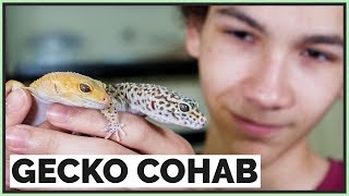 Can You keep Leopard Geckos Housed Together [upl. by Collete]