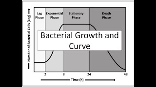 Bacterial Growth and Growth Curve  Binary Fission Budding and Conidia [upl. by Charity]