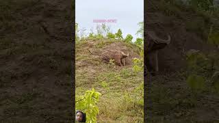 wildlife krugersightings kruger leopard animals krugtionalpark cheetah africanleopard lion [upl. by Leandra]