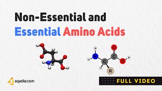 Non Essential Amino Acids  Structure Classification and Metabolism  Biochemistry [upl. by Ailimac]