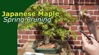 Spring Pruning Japanese Maple Bonsai [upl. by Grath]