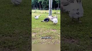 El amor de los animales PROTEGE A SU AMA historias curiosidades épico viral [upl. by Rudolph412]