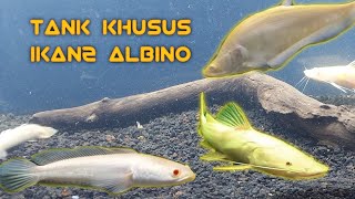 Aquarium Khusus Ikan2 Albinoada Baung albino dan striata albinonya [upl. by Gniw35]