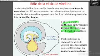 vesicule vitelline et diverticule allontoidien [upl. by Aicsila]