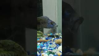 Male Fossochromis Rostratus Hybrid Cichlid fish aquaria [upl. by Derwin]