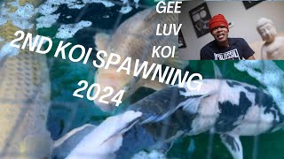 2nd Koi Spawning 2024 koifry koifish [upl. by Kared383]